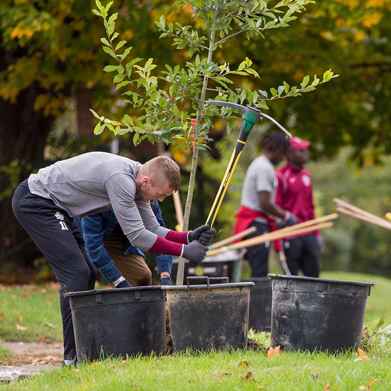Students plant trees.